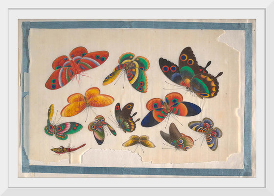 "Twelve Paintings of Butterflies"