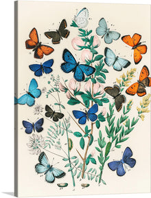  Immerse yourself in the enchanting world of butterflies with this exquisite print. Each butterfly, meticulously illustrated to capture every delicate detail and hue, flutters amidst blooming flowers and lush foliage. 