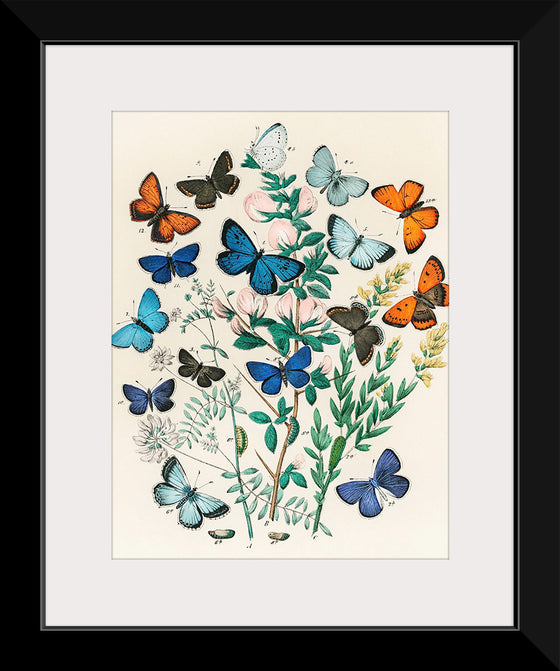 "Illustrations from the Book European Butterflies and Moths (1882)", William Forsell Kirby