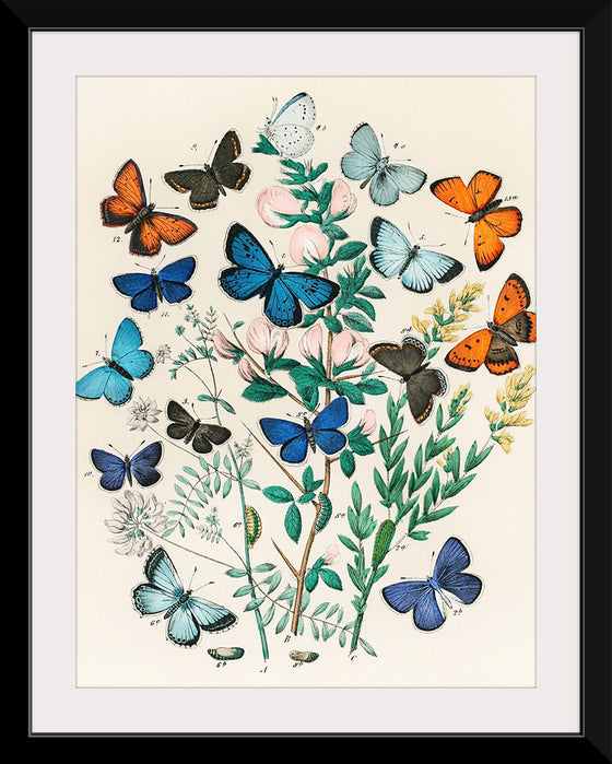 "Illustrations from the Book European Butterflies and Moths (1882)", William Forsell Kirby