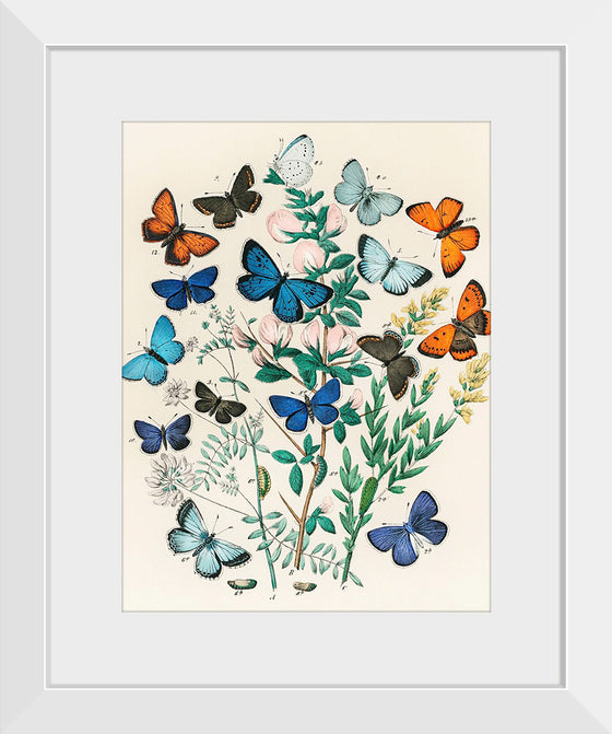 "Illustrations from the Book European Butterflies and Moths (1882)", William Forsell Kirby