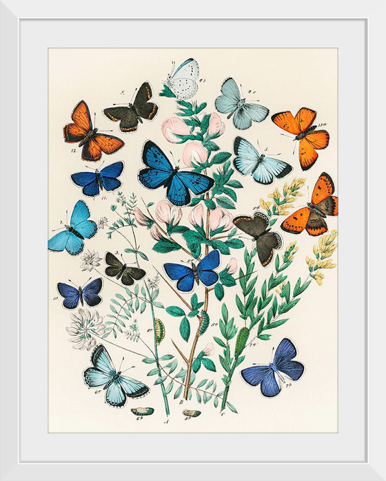 "Illustrations from the Book European Butterflies and Moths (1882)", William Forsell Kirby