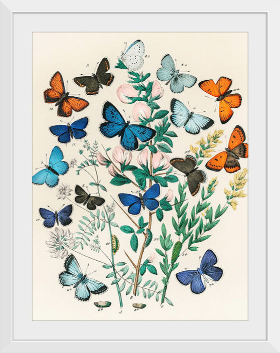 "Illustrations from the Book European Butterflies and Moths (1882)", William Forsell Kirby