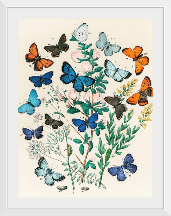 "Illustrations from the Book European Butterflies and Moths (1882)", William Forsell Kirby