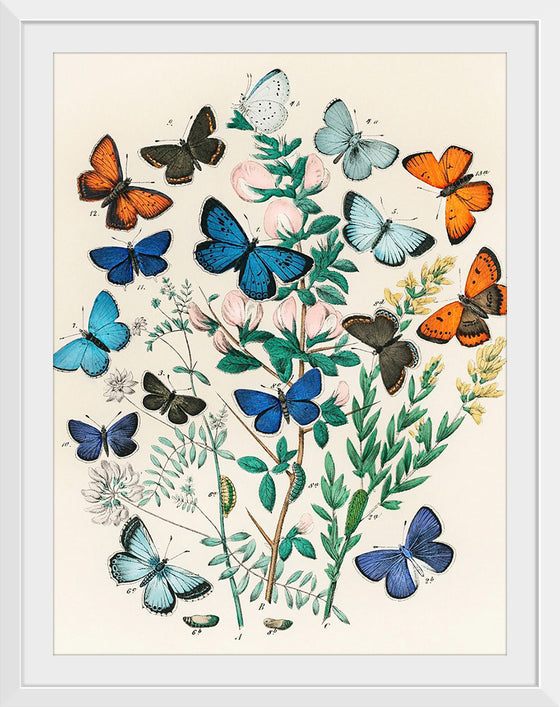 "Illustrations from the Book European Butterflies and Moths (1882)", William Forsell Kirby