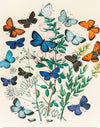 "Illustrations from the Book European Butterflies and Moths (1882)", William Forsell Kirby