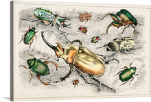  “Collection of various beetles” by Oliver Goldsmith is a beautiful print that showcases the diversity of the insect world. The print features a variety of beetles in different shapes, sizes, and colors, making it a perfect addition to any nature lover’s collection.