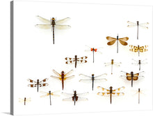  This stunning print of assorted Odonata, or dragonflies and damselflies, captures the beauty and diversity of these amazing insects. The artist has used a soft and delicate style to depict the delicate wings and iridescent bodies of the Odonata.