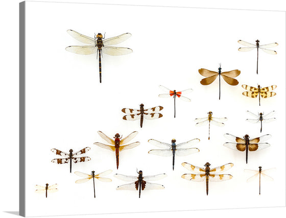 This stunning print of assorted Odonata, or dragonflies and damselflies, captures the beauty and diversity of these amazing insects. The artist has used a soft and delicate style to depict the delicate wings and iridescent bodies of the Odonata.