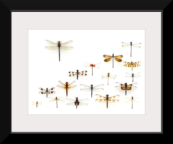 "Assorted Odonata"