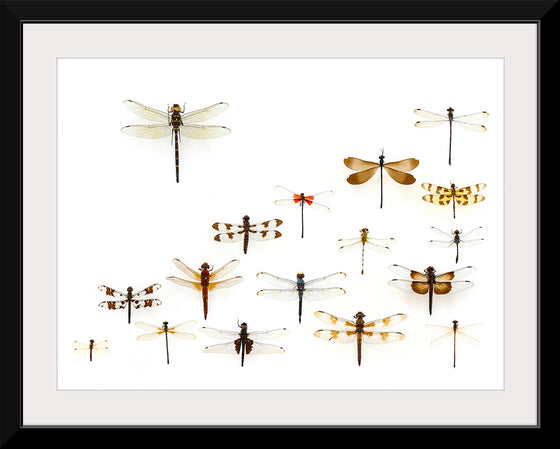 "Assorted Odonata"