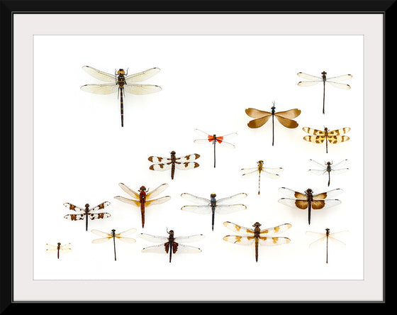 "Assorted Odonata"