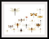 "Assorted Odonata"