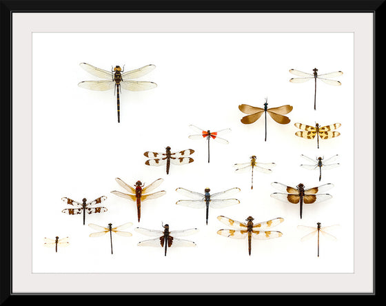 "Assorted Odonata"