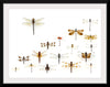 "Assorted Odonata"