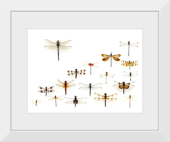 "Assorted Odonata"