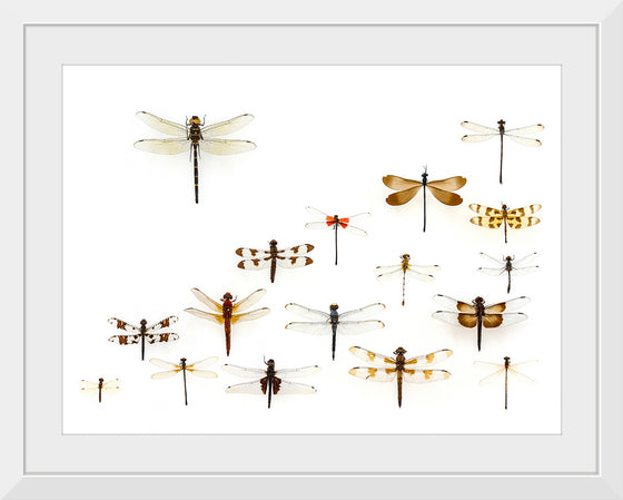 "Assorted Odonata"