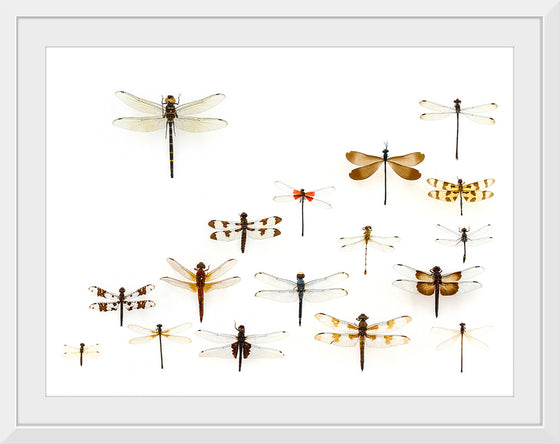 "Assorted Odonata"