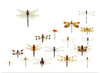 "Assorted Odonata"