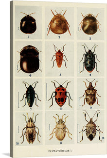  Immerse yourself in the intricate world of insects with this exquisite print, showcasing twelve distinct species from the Pentatomidae family. This print is from book Indian Insect Life: A Manual of the Insects of the Plains, by Harold Maxwell-Lefroy. Each specimen is rendered with meticulous detail, capturing the unique textures and colors that define these fascinating creatures. 