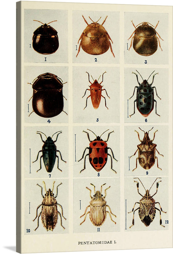 Immerse yourself in the intricate world of insects with this exquisite print, showcasing twelve distinct species from the Pentatomidae family. This print is from book Indian Insect Life: A Manual of the Insects of the Plains, by Harold Maxwell-Lefroy. Each specimen is rendered with meticulous detail, capturing the unique textures and colors that define these fascinating creatures. 