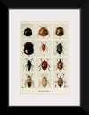 "Indian Insect Life Pentatomidae", Harold Maxwell-Lefroy.