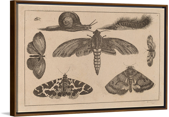 "Six Insects, a Caterpillar, and a Snail", Wenceslaus