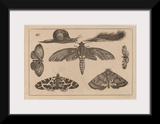 "Six Insects, a Caterpillar, and a Snail", Wenceslaus