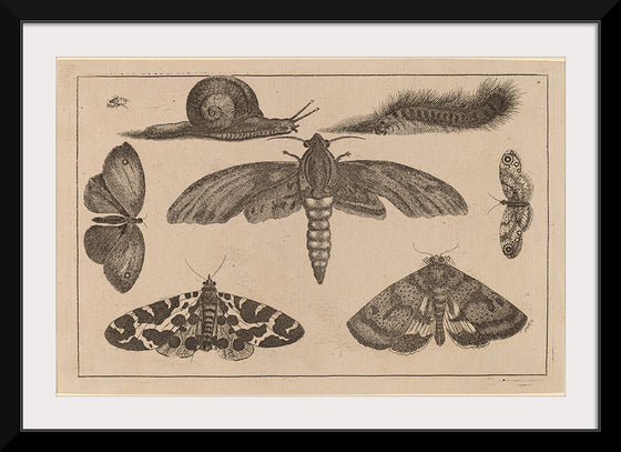 "Six Insects, a Caterpillar, and a Snail", Wenceslaus