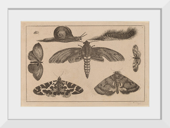 "Six Insects, a Caterpillar, and a Snail", Wenceslaus