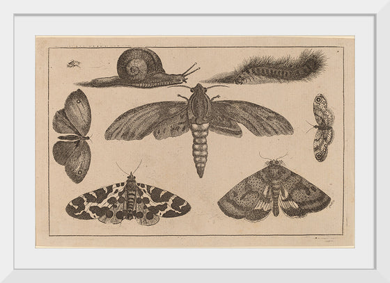 "Six Insects, a Caterpillar, and a Snail", Wenceslaus