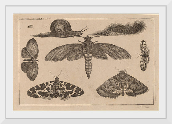 "Six Insects, a Caterpillar, and a Snail", Wenceslaus