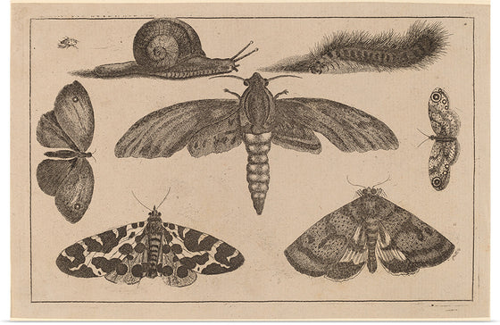 "Six Insects, a Caterpillar, and a Snail", Wenceslaus