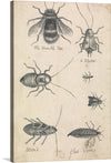 This print is a fascinating collection of hand-drawn insects, each rendered with an almost scientific precision that showcases their unique physical characteristics. The artwork exudes a vintage charm, with its aged, beige background enhancing the intricate details of the insects. From the distinct black and white body of the bumble bee to the elongated form of a beetle, the artist’s skillful use of shading and texture brings each creature to life.