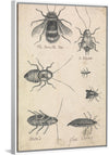 "The Humble Bee and the Insects (1721-1763)", Richard Brookes