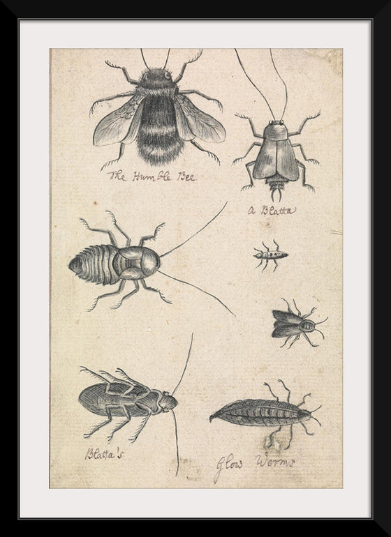 "The Humble Bee and the Insects (1721-1763)", Richard Brookes