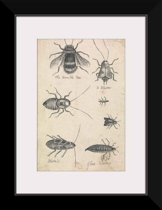 "The Humble Bee and the Insects (1721-1763)", Richard Brookes