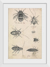 "The Humble Bee and the Insects (1721-1763)", Richard Brookes