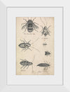 "The Humble Bee and the Insects (1721-1763)", Richard Brookes