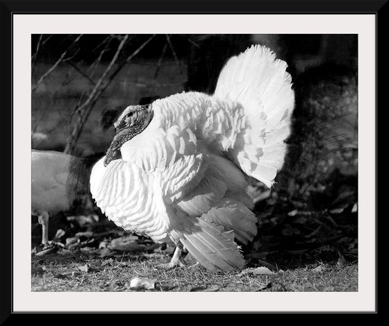 "White Turkey"