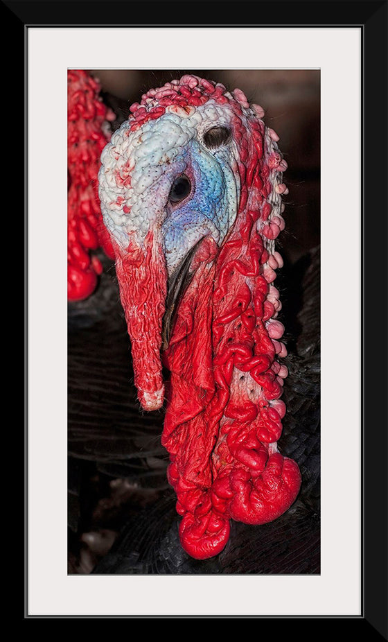 "Turkey bird"