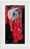 "Turkey bird"