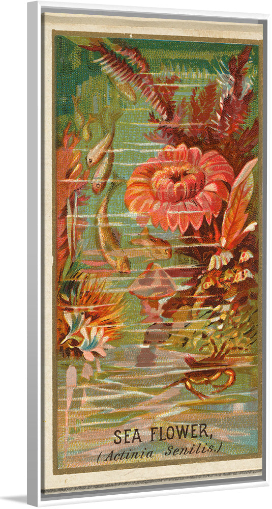 "Sea Flower (Actinia Senilis), from the Flowers series", Old Judge Cigarettes