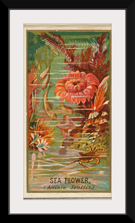 "Sea Flower (Actinia Senilis), from the Flowers series", Old Judge Cigarettes