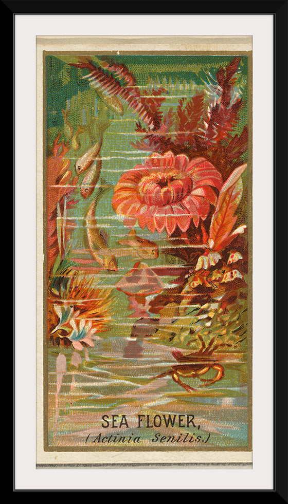 "Sea Flower (Actinia Senilis), from the Flowers series", Old Judge Cigarettes