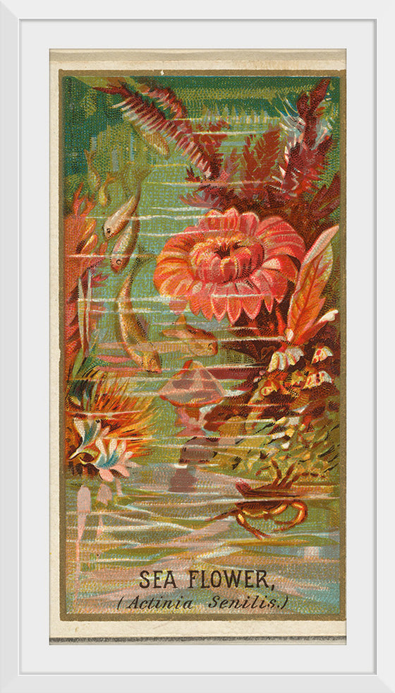 "Sea Flower (Actinia Senilis), from the Flowers series", Old Judge Cigarettes