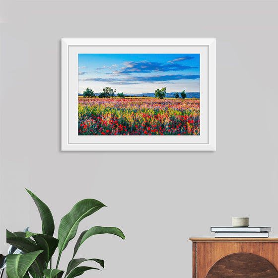 "Red Poppy Field"