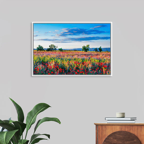 "Red Poppy Field"