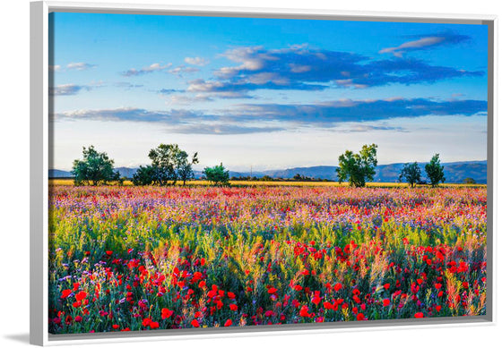 "Red Poppy Field"