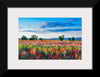 "Red Poppy Field"